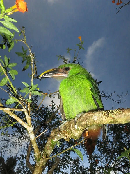 Emerald Toucanet perched in bush, Aulacorhynchus prasinus, Colombia