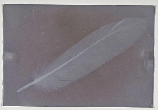 Feather 1850 Photogenic drawing 14. 4 x 9. 8 cm