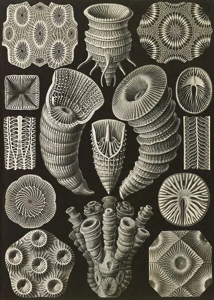 Illustration shows corals. Tetracoralla. - Bierstrahlige Sternkorallen, 1 print