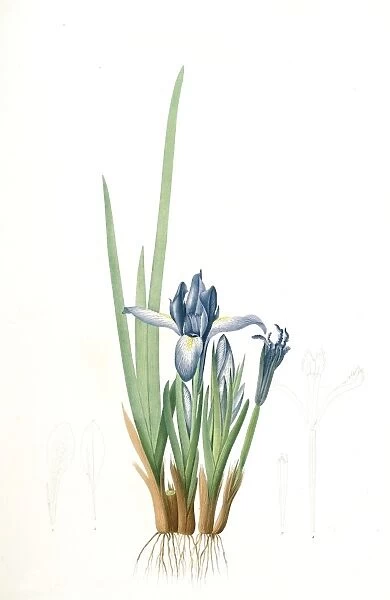 Iris triflora, Iris ensata; Iris a trois fleurs, Japanese Iris, Redoute, Pierre Joseph