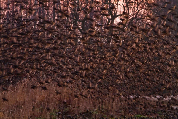 Large group of Common Starlings in flight, Sturnus vulgaris