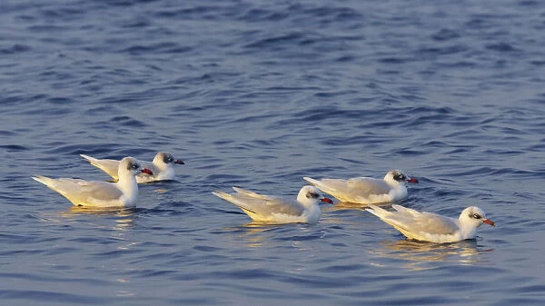 Mediterranean Gulls swimming, Ichthyaetus melanocephalus