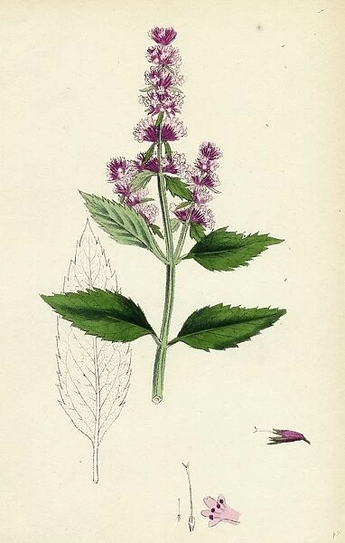 Mentha piperita var. officinalis; Garden Pepper-mint