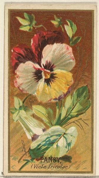 Pansy Viola tricolor Flowers series Old Judge Cigarettes