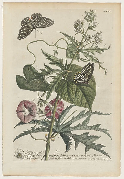 Plantae et papiliones rariores No 7 1748 Georg Dionysius Ehret