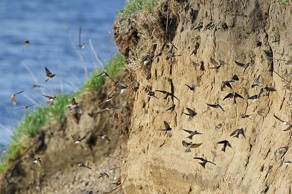 Sand Martins flying in front of breeding colony in embankment along river, Riparia riparia, Netherlands