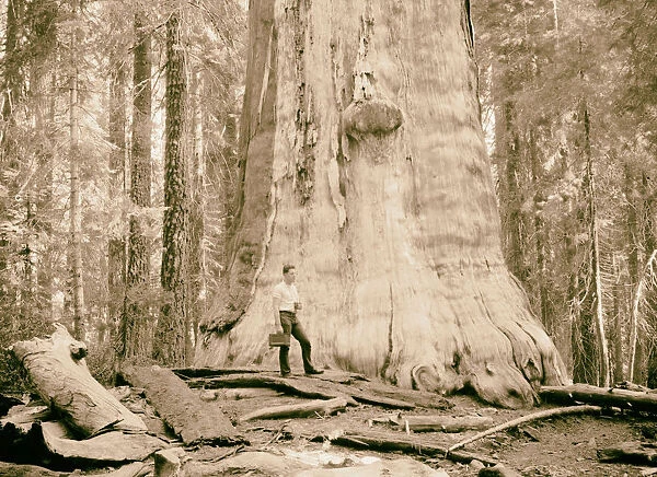 Sequoia National Park Sept 1957 Dead Giant conspicuous