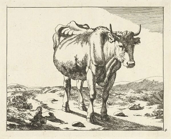 Standing cow, viewed from the front, print maker: Marcus de Bye, Paulus Potter, 1657 - c