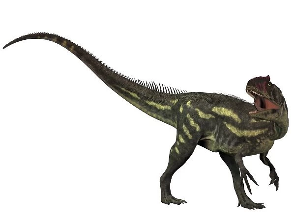 Allosaurus, a prehistoric era dinosaur