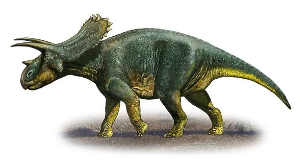 Anchiceratops ornatus, a prehistoric era dinosaur