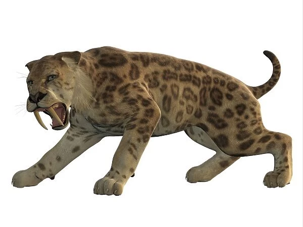 An angry saber-toothed tiger