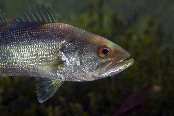 A close-up view of an adolescent Florida Largemouth Bass