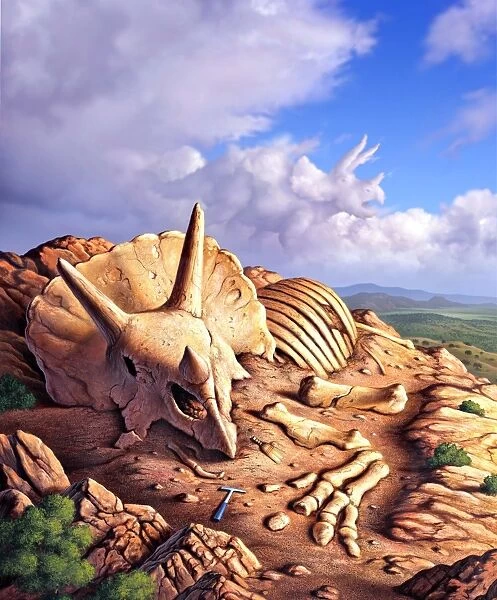 The exposed bones of a Triceratops on a western landscape