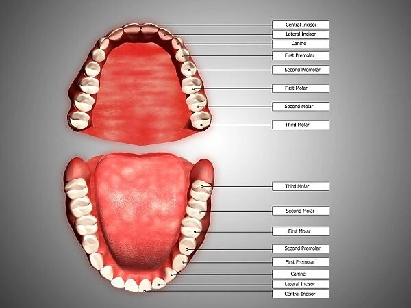 Human teeth structure with labels