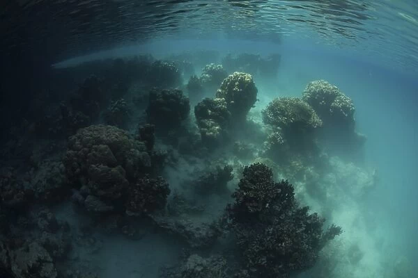 Strange coral growth in a lake in Palau