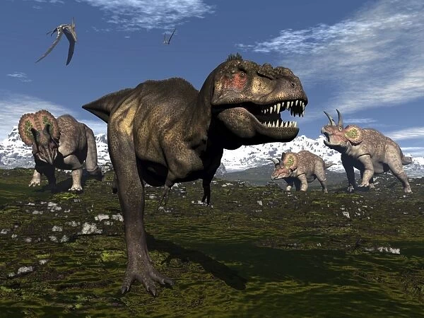 Tyrannosaurus rex attacked by three Triceratops