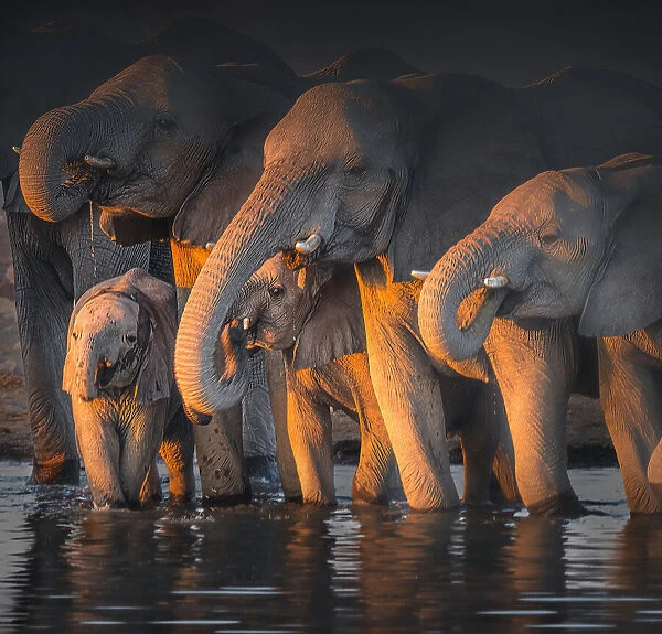 Elephants. Willa Wei