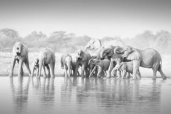 Elephants. Willa Wei