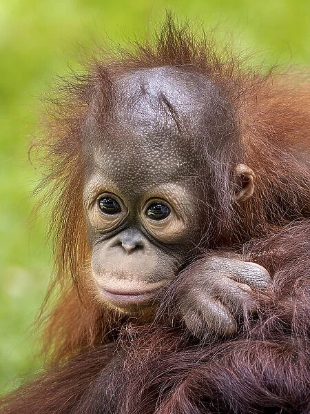 Face baby orangutan