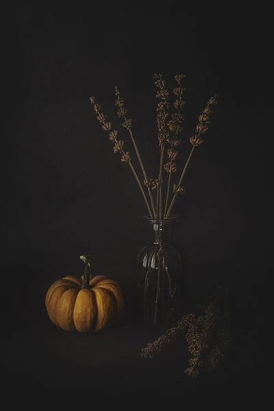 Lavenders and the Pumpkin