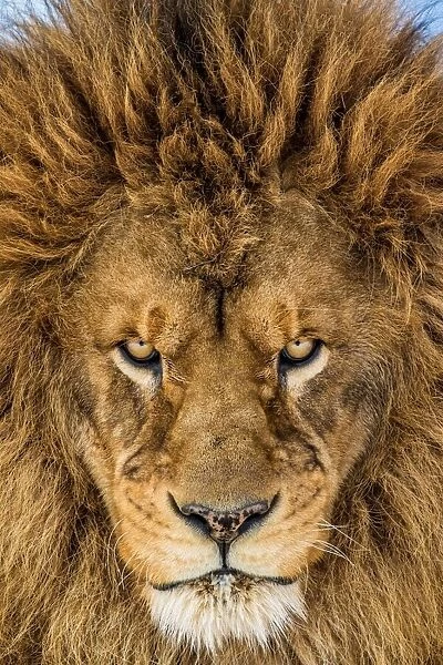 Serious Lion
