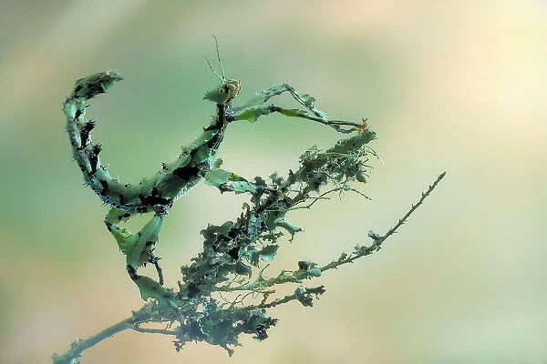 Looks like lichen