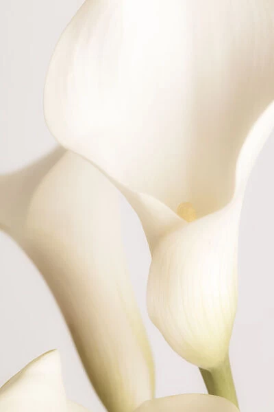 White Calla Lily No 2