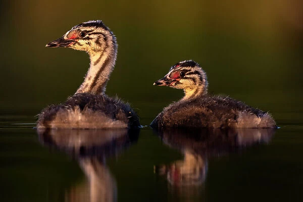 Two Great crested grebe (Podiceps cristatus) chicks on water in early morning light, Valkenhorst nature reserve, Valkenswaard, The Netherlands. June
