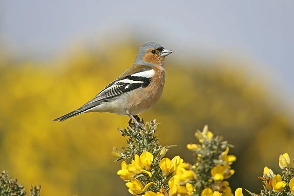 Male Chaffinch (Fringilla coelebs) perched on Gorse, Suffolk, UK, April