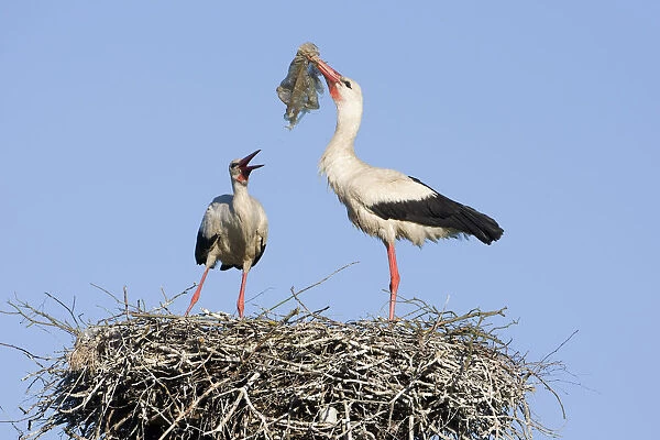 White stork (Ciconia ciconia) pair at nest engaged in courtship display, male with nesting material