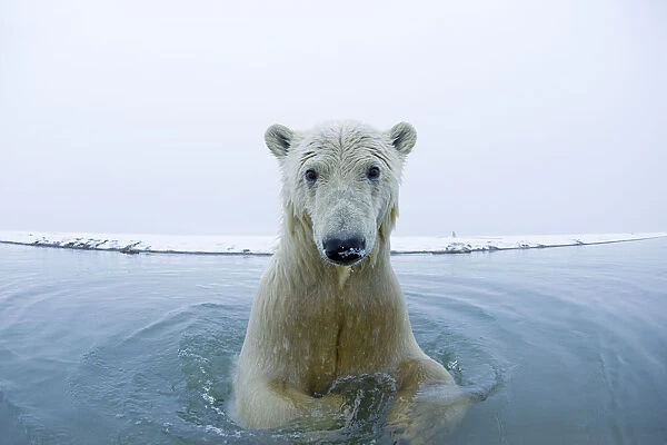 Young Polar bear (Ursus maritimus) in the water along the coast of the Beaufort Sea