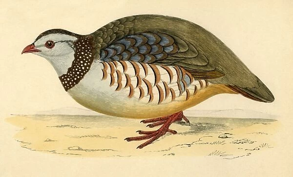Barbary Partridge, late 19th century. Creator: Unknown