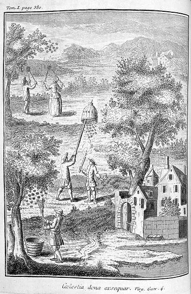Beekeeping, 1775
