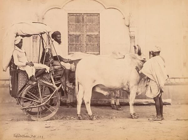 Bullock Cart, Delhi, 1863. Creator: Shepherd & Robertson (British, active Agra and Simla