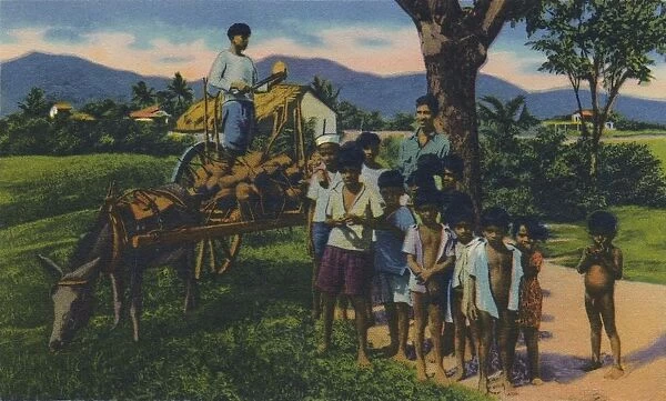 Coconut Vendor, Trinidad, B. W. I. c1940s. Creator: Unknown