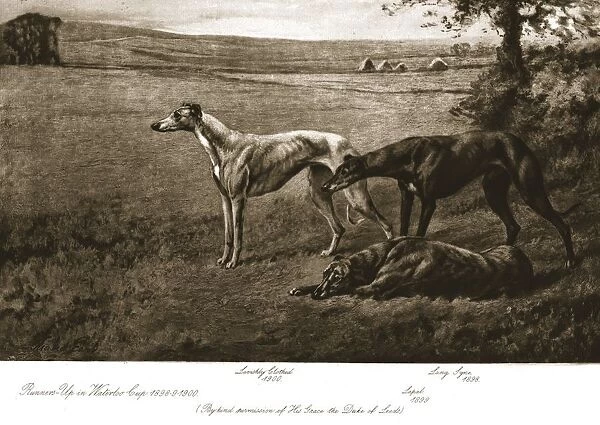 The Duke of Leeds hounds, 1911. Creator: Maud Earl