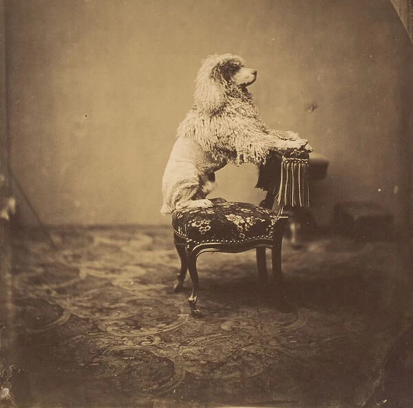 [Empress Eugenie's Poodle], 1850s. Creator: Andre-Adolphe-Eugene Disderi