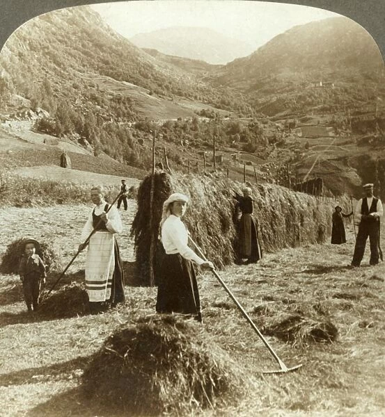 A farmers family making hay in a sunny field between the mountains, Roldal, Norway, c1905