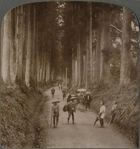 The groves were Gods first temples - avenue of Cryptomeria, Nikko, Japan, 1904