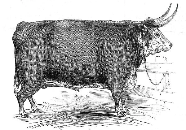 Mr. R.M. Laytons 4 yrs. 8 mo. old Hereford ox... 1845. Creator: Unknown