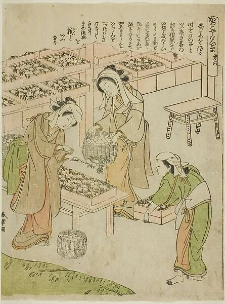 Plate 6 (Examining the Newly Spun Cocoons), from the series 'Kaiko Yashinai-gusa', Japan, c. 1772. Creator: Shunsho. Plate 6 (Examining the Newly Spun Cocoons), from the series 'Kaiko Yashinai-gusa', Japan, c. 1772. Creator: Shunsho