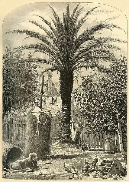 Scene in St. Augustine - The Date Palm, 1872. Creator: John J. Harley