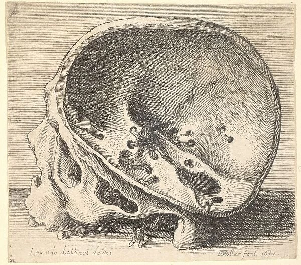 Sectioned skull in profile to left with the left side of the cranium removed, 1651