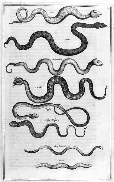 Serpents, 1675. Artist: Athanasius Kircher