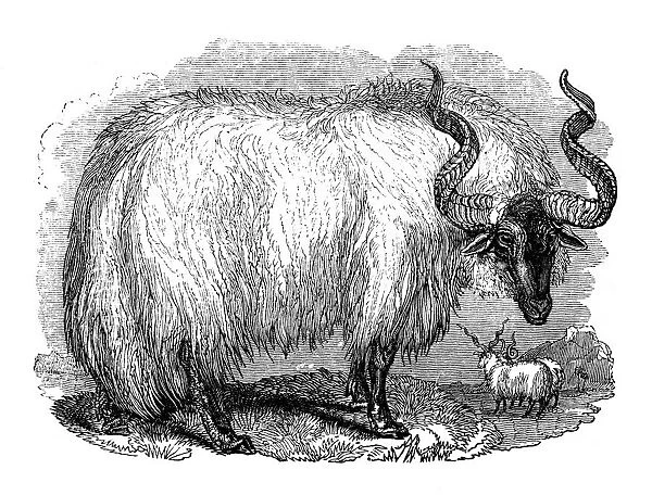 Spanish sheep, 1848