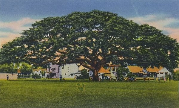 Spreading Samoan Tree, Trinidad, B. W. I. c1940s. Creator: Unknown