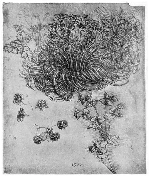 Study of a Star of Bethlehem plant, 1505-1507 (1954). Artist: Leonardo da Vinci