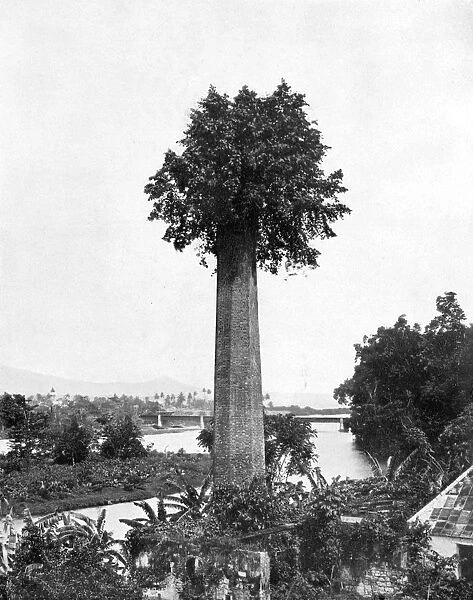 Tree growing out old sugar estate chimney, Jamaica, c1905. Artist: Adolphe Duperly & Son
