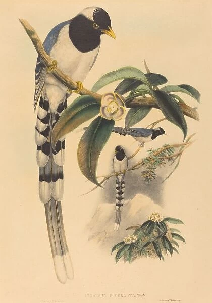 Urocissa cucullata, probably 1850  /  1883. Creators: John Gould, Henry Constantine Richter