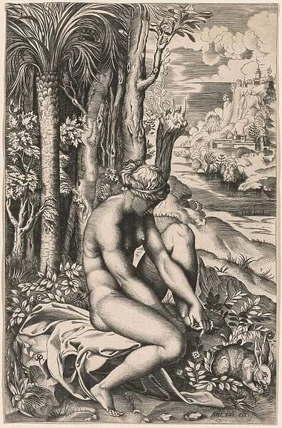 Venus Wounded by a Roses Thorn, c. 1516